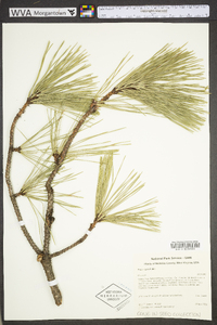 Pinus rigida image