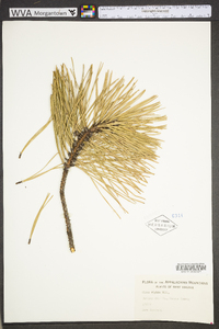 Pinus rigida image