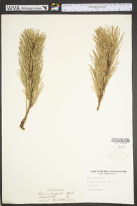 Pinus rigida image