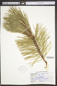 Pinus rigida image