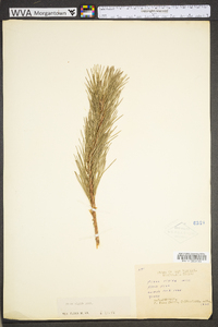 Pinus rigida image