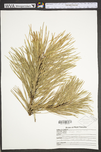 Pinus rigida image