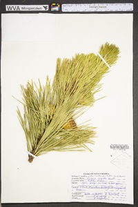 Pinus rigida image