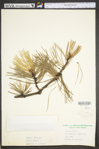 Pinus rigida image