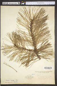 Pinus rigida image