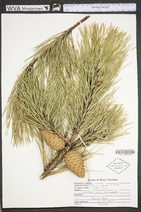 Pinus rigida image