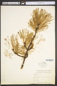 Pinus rigida image