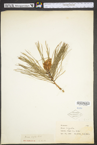 Pinus rigida image