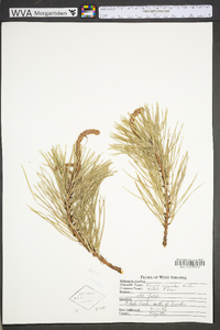 Pinus rigida image