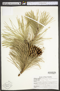 Pinus rigida image