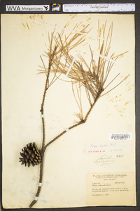 Pinus rigida image