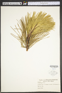 Pinus rigida image