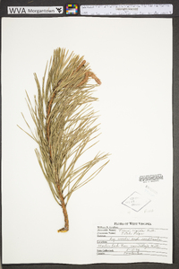 Pinus rigida image