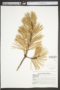 Pinus rigida image