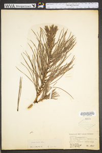 Pinus rigida image