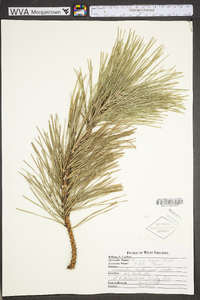 Pinus rigida image