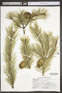 Pinus sylvestris image