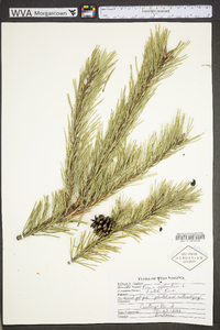 Pinus sylvestris image