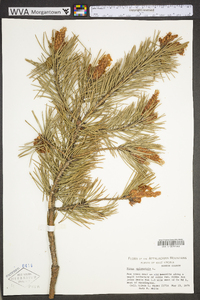 Pinus sylvestris image