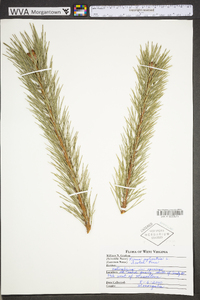 Pinus sylvestris image