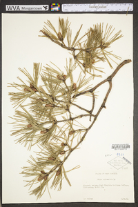 Pinus sylvestris image