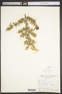 Tsuga canadensis image