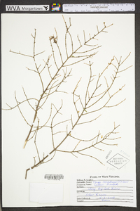 Tsuga canadensis image