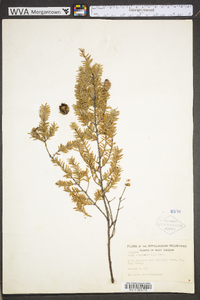 Tsuga canadensis image