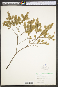 Tsuga canadensis image