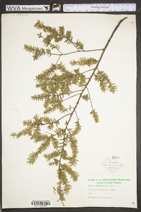 Tsuga canadensis image