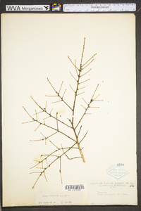 Tsuga canadensis image