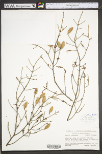 Tsuga canadensis image