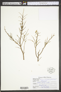 Tsuga canadensis image