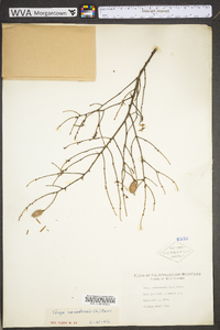 Tsuga canadensis image