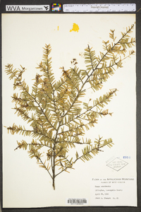 Tsuga canadensis image