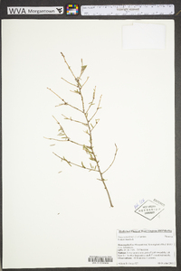 Tsuga canadensis image