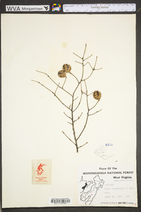 Tsuga canadensis image