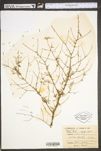 Tsuga canadensis image