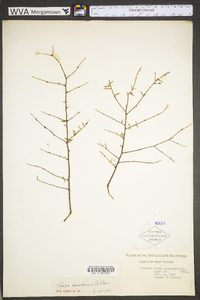 Tsuga canadensis image