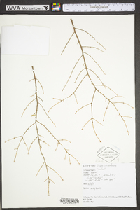 Tsuga canadensis image