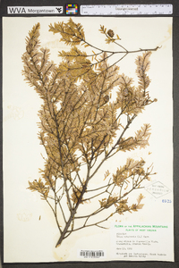 Tsuga canadensis image