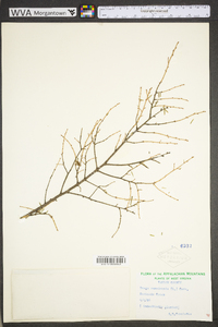 Tsuga canadensis image