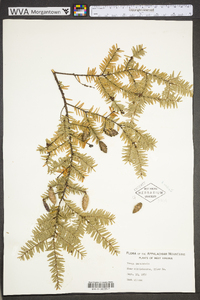 Tsuga canadensis image