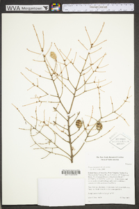 Tsuga canadensis image