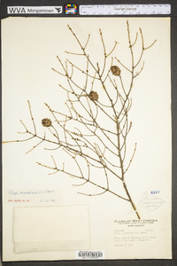 Tsuga canadensis image