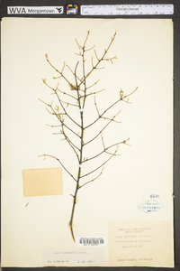 Tsuga canadensis image