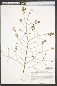 Tsuga canadensis image