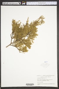 Juniperus virginiana var. virginiana image