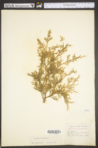 Juniperus virginiana var. virginiana image