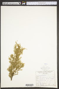 Juniperus virginiana var. virginiana image